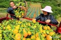 漢臺：柑橘成熟季 果農采摘忙縮略圖