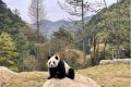 首批“住戶”在秦嶺大熊貓的“新家”住的習慣嗎？快來圍觀！縮略圖