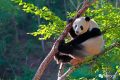 生活著130余只大熊貓的寶藏小城果然不一般！縮略圖