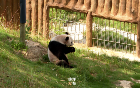 佛坪：大熊貓開啟“避暑”模式縮略圖